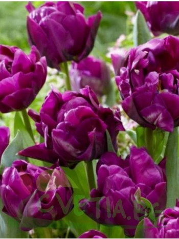  Лале (Tulipa 'Palma de Mallorca') T33